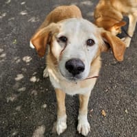 Iana, chienne à adopter