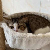 Nougat, chat à adopter