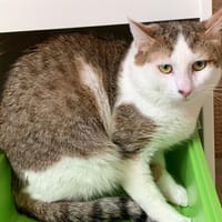 Ricky, chat à adopter