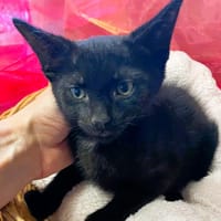 Moustique Cab4116, chat à adopter