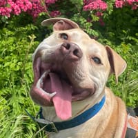 ATILA PAA22915, chien à adopter