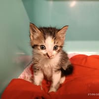 KWAZY, chatte à adopter