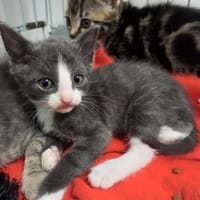 CROCHET QCT, chat à adopter