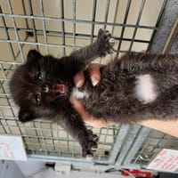 Patrice, chat à adopter