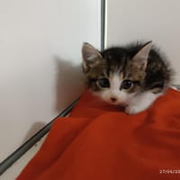Sepia, chatte à adopter