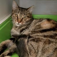 Choupette, chatte à adopter
