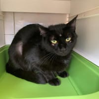 Peluche, chatte à adopter