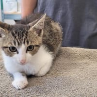 CRONOS, chat à adopter