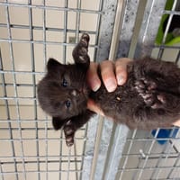 Stella, chatte à adopter