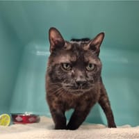 Norman, chat à adopter