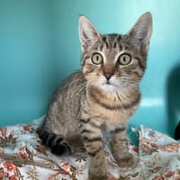 ANOUKA, chatte à adopter