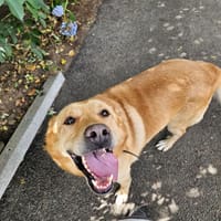 Onyx, chien à adopter