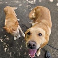 Onyx, chien à adopter
