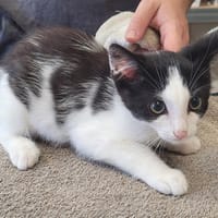 HERACLES, chat à adopter