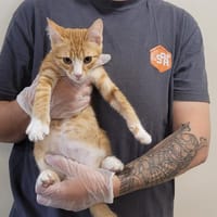 PRIAPE, chat à adopter