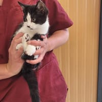 OCEANOS, chat à adopter