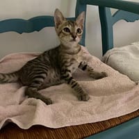 ALDEBARAN, chat à adopter