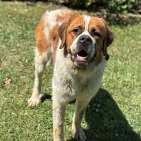 Johnny CAA13779, chien à adopter