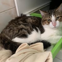 Pralin, chat à adopter