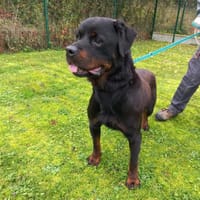 Newton, chien à adopter