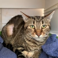 Choupy, chatte à adopter