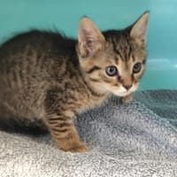 Ena, chatte à adopter