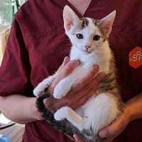 ADORE, chat à adopter