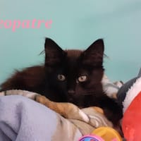 CLEOPATRE, chatte à adopter