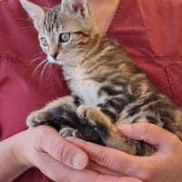 ALCALINE, chatte à adopter