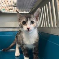 ZWEI, chatte à adopter
