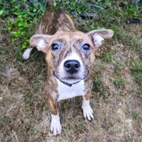 Sam CAA13776, chienne à adopter