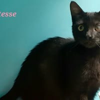 Altesse, chatte à adopter