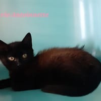 MARIE ANTOINETTE, chatte à adopter