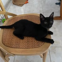ANTARES, chat à adopter