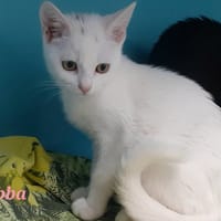 Jabba, chatte à adopter