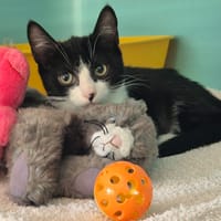 aria, chatte à adopter