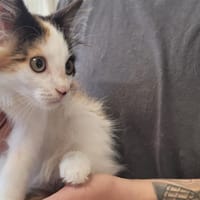 THEMIS, chatte à adopter