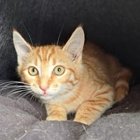 CHARLOT, chat à adopter