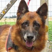 OSCAR, chien à adopter