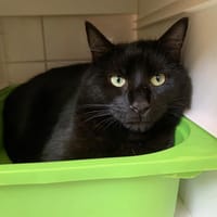 Nounours, chat à adopter