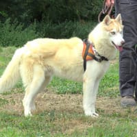AAROS, chien à adopter