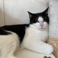 Coconut, chat à adopter