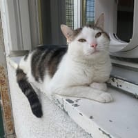 Minou, chat à adopter
