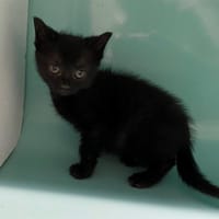 TUFAN, chat à adopter