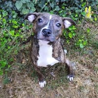Alex CAA13777, chienne à adopter