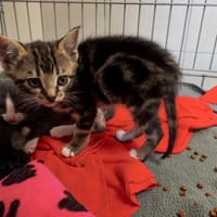 GUILLEMET QCT, chatte à adopter