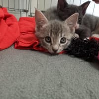 ETOILE QCT, chatte à adopter