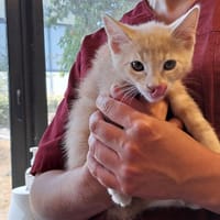 ANGE, chat à adopter