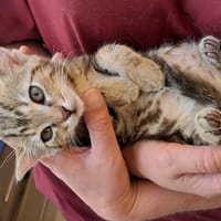 ACAJOU, chat à adopter