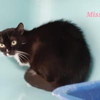 Miss, chatte à adopter